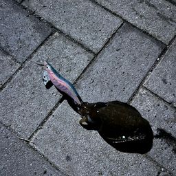 モンゴウイカ