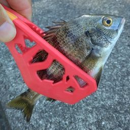 クロダイ