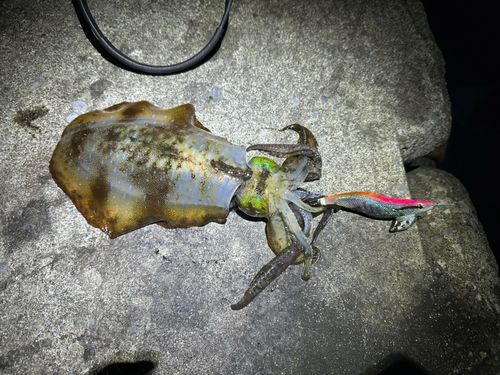 アオリイカの釣果