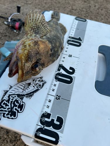 キジハタの釣果