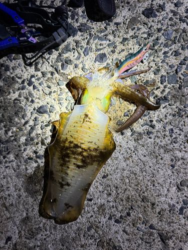 アオリイカの釣果