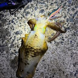 アオリイカ