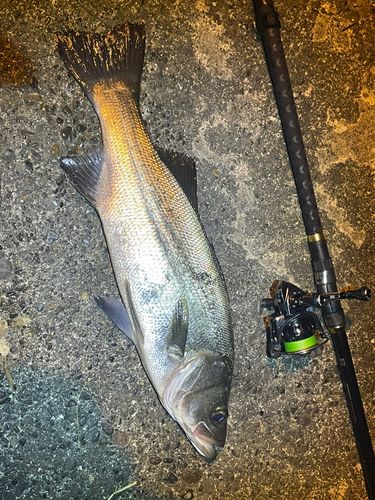 ヒラスズキの釣果