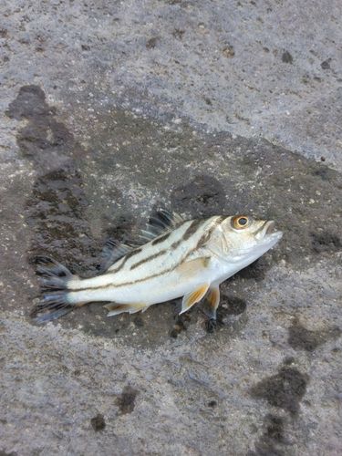 コトヒキの釣果
