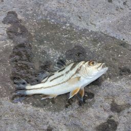 コトヒキ