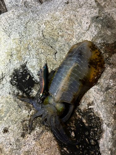 アオリイカの釣果