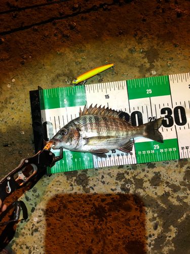 チヌの釣果