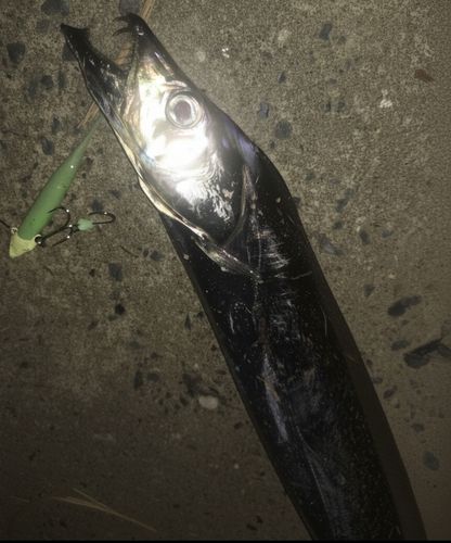 タチウオの釣果
