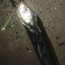 タチウオ