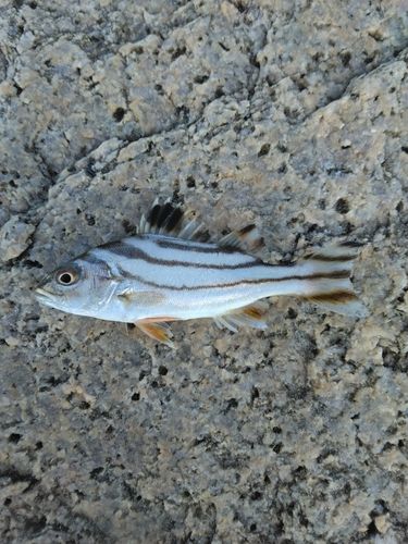 コトヒキの釣果