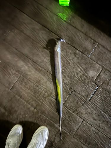 タチウオの釣果