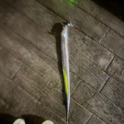 タチウオ