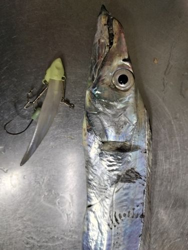 タチウオの釣果