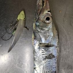 タチウオ