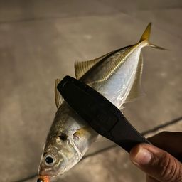 アジ