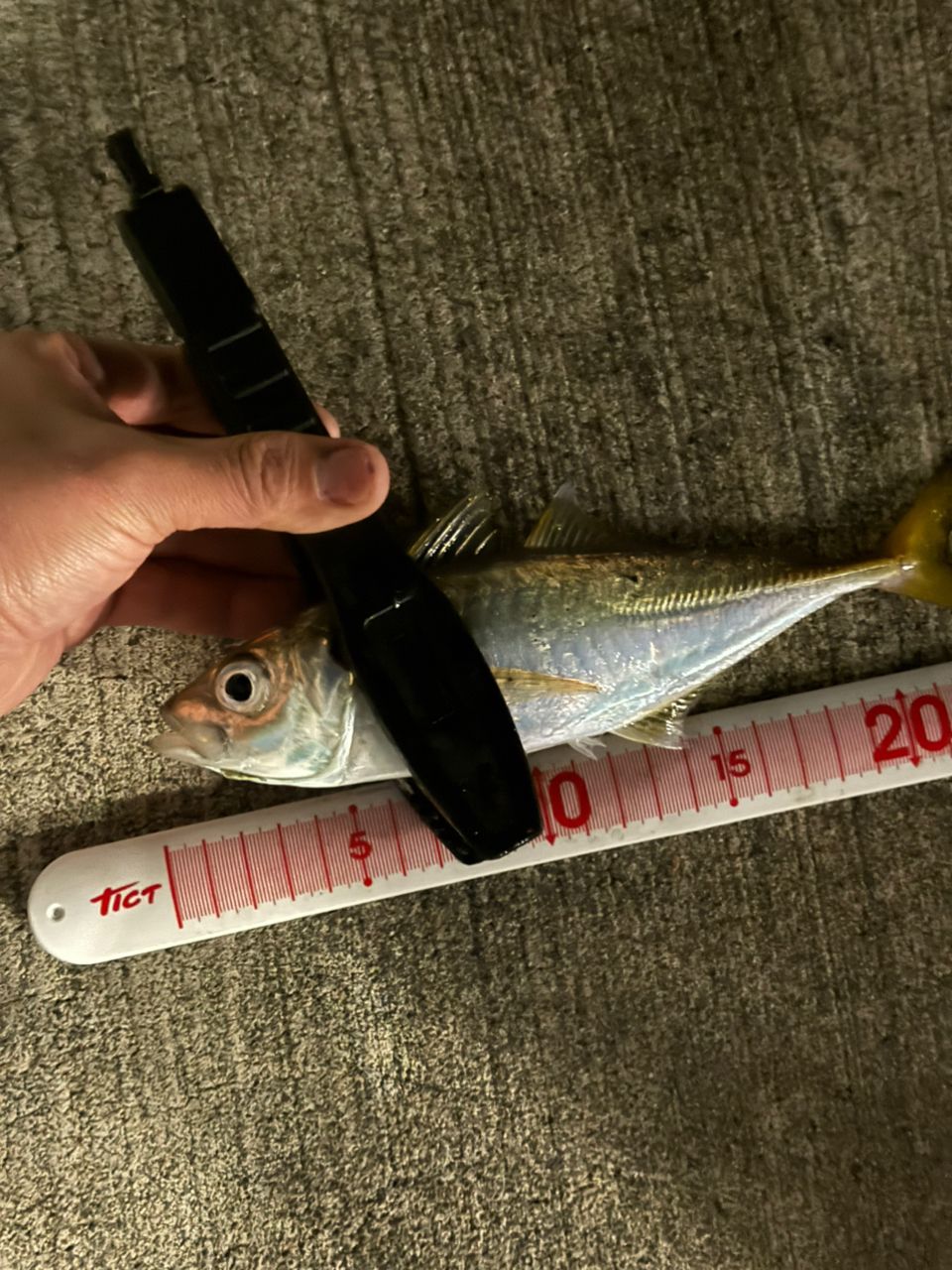 アジ