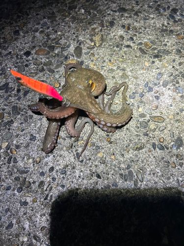 タコの釣果