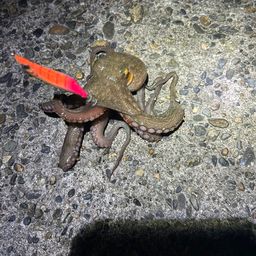 タコ