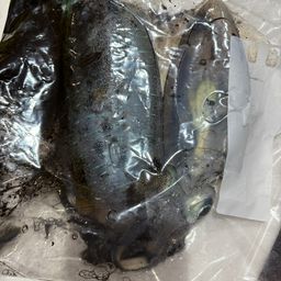 アオリイカ