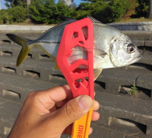 メッキの釣果
