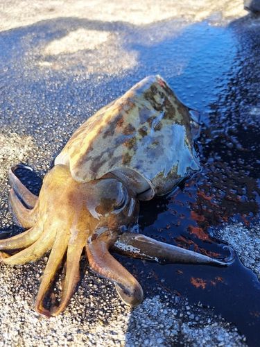 コウイカの釣果
