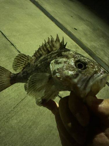 クロソイの釣果