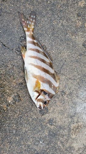 タカノハダイの釣果