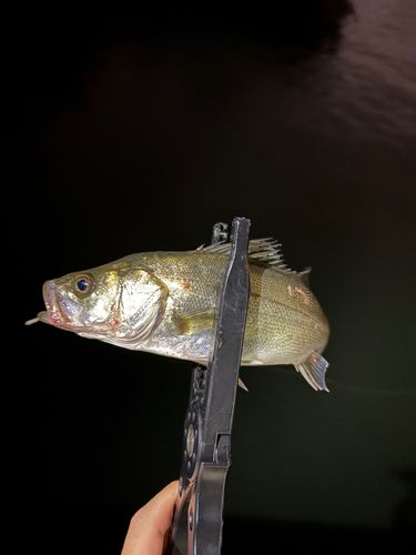 スズキの釣果