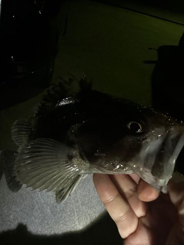 クロソイの釣果
