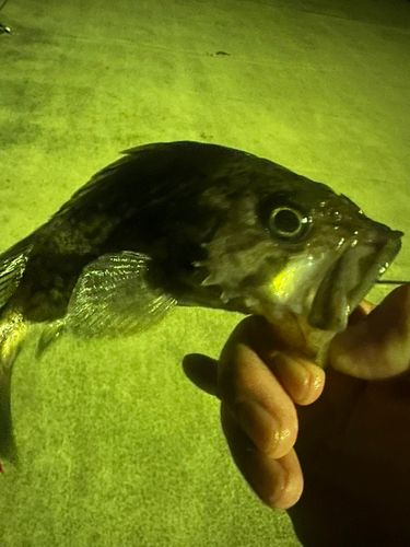 クロソイの釣果