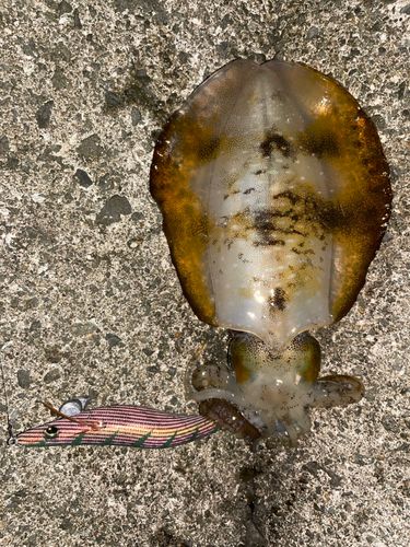 アオリイカの釣果