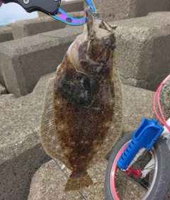 ヒラメの釣果