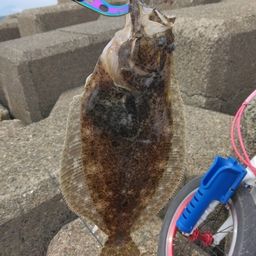 ヒラメ