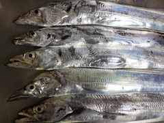 タチウオの釣果