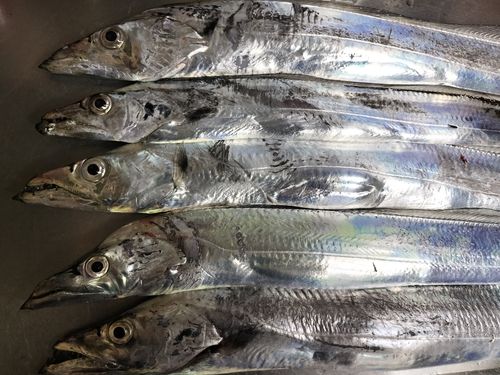 タチウオの釣果