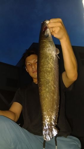 ナマズの釣果