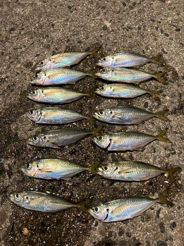 マアジの釣果