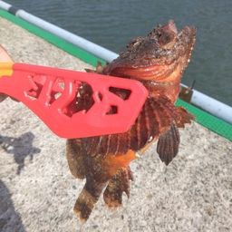 カサゴ