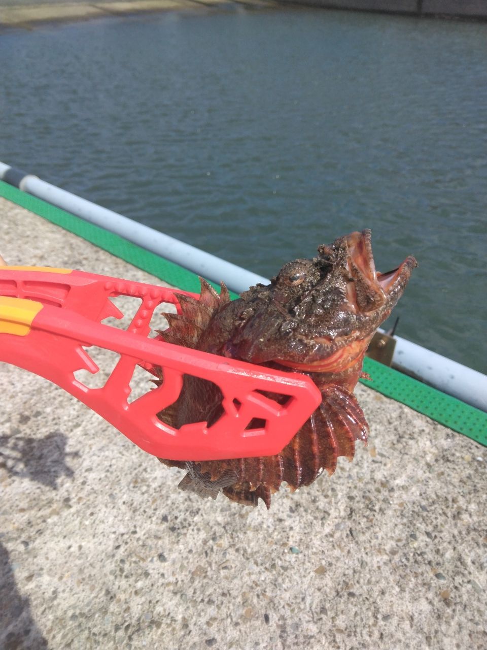 カサゴ
