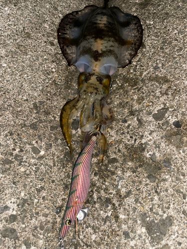 アオリイカの釣果