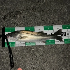 フッコ（マルスズキ）の釣果