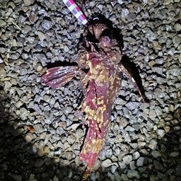 オニオコゼ