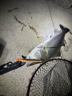 スズキの釣果