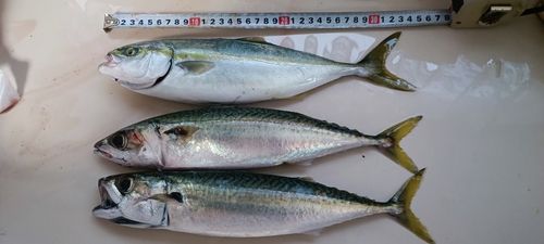 フクラギの釣果