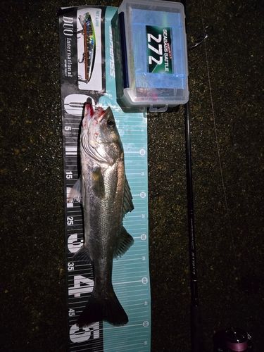 シーバスの釣果