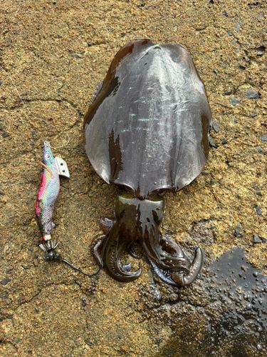 アオリイカの釣果
