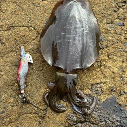 アオリイカ