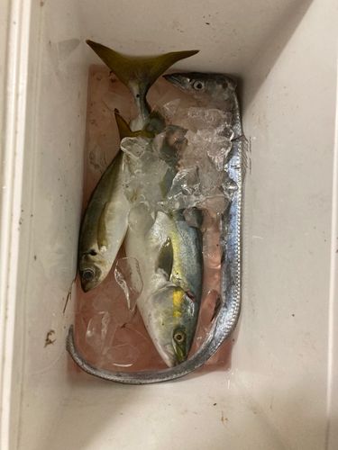 ワカシの釣果