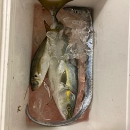 ワカシ