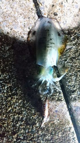 豊浜漁港